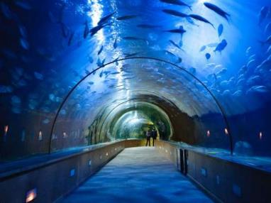 Vista interior del Oceanográfico de Valencia.jpg